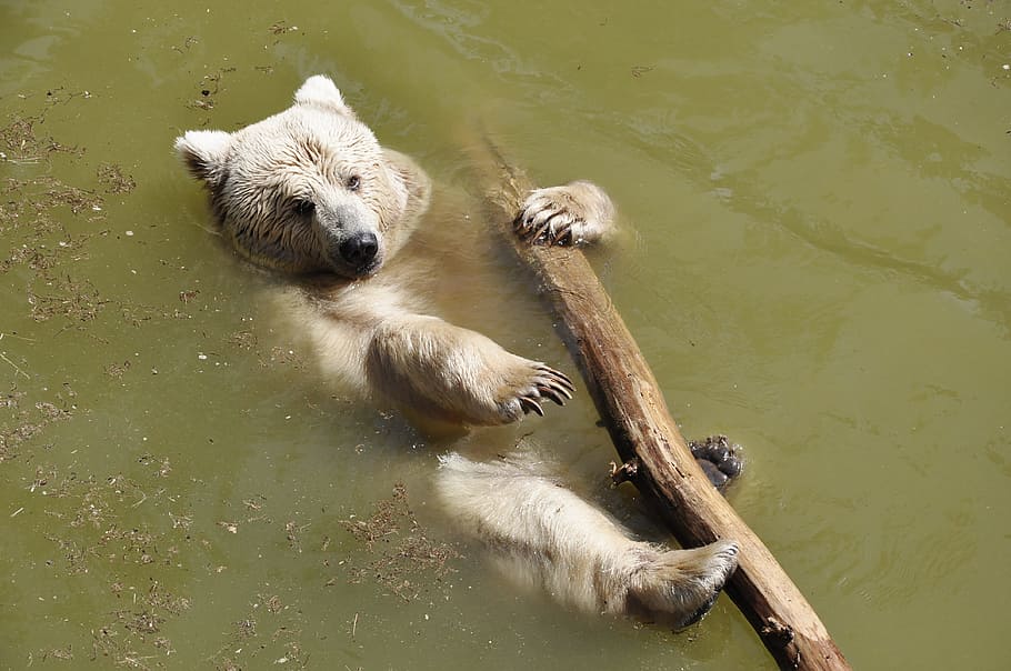 brown bear holding tree trunk on body of water, sweet, animals HD wallpaper