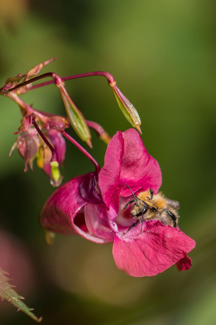 balsam, bee, nectar, collect, blossom, bloom, macro, insect HD wallpaper