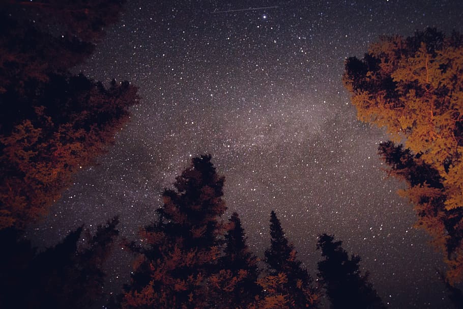 What’s Up? #2, low angle photo of brown trees, night sky, star HD wallpaper