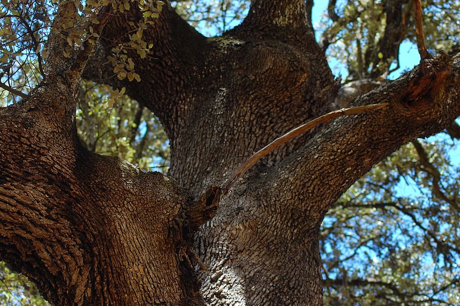 Long, Hug, Cork Oak, Beautiful, no people, nature, low angle view HD wallpaper