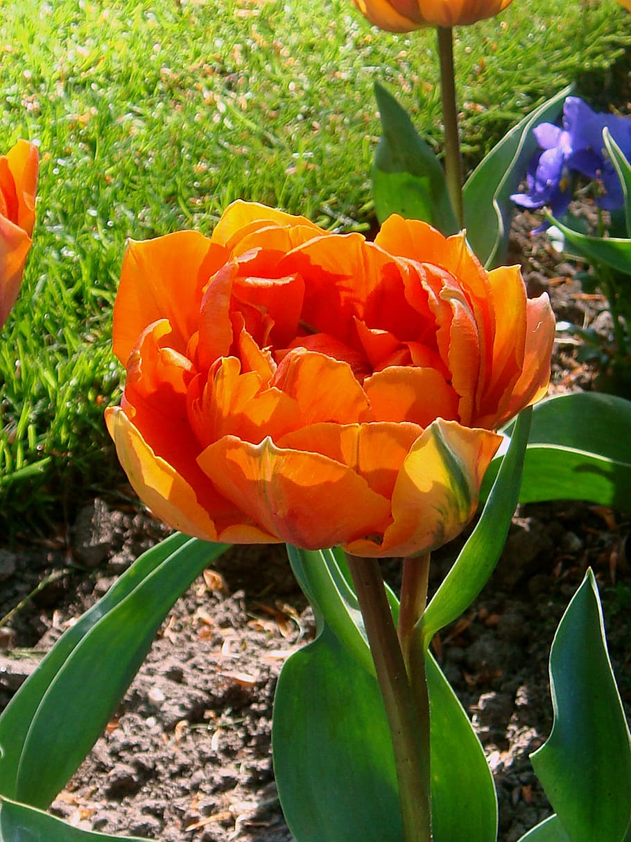 oranje tulp, orange flower, tulips, netherlands, spring, bloom, HD wallpaper