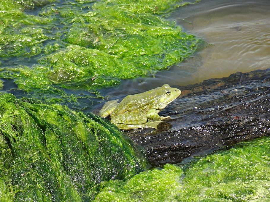 frog, tina, green, toad, water, green color, animal wildlife HD wallpaper