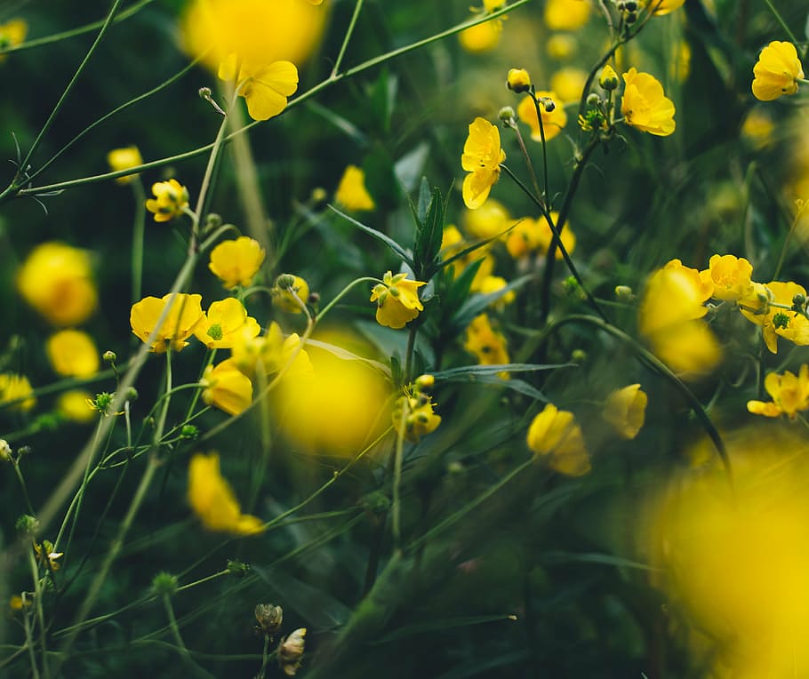 bloom, blossom, field, flora, flowers, grass, nature, plants HD wallpaper