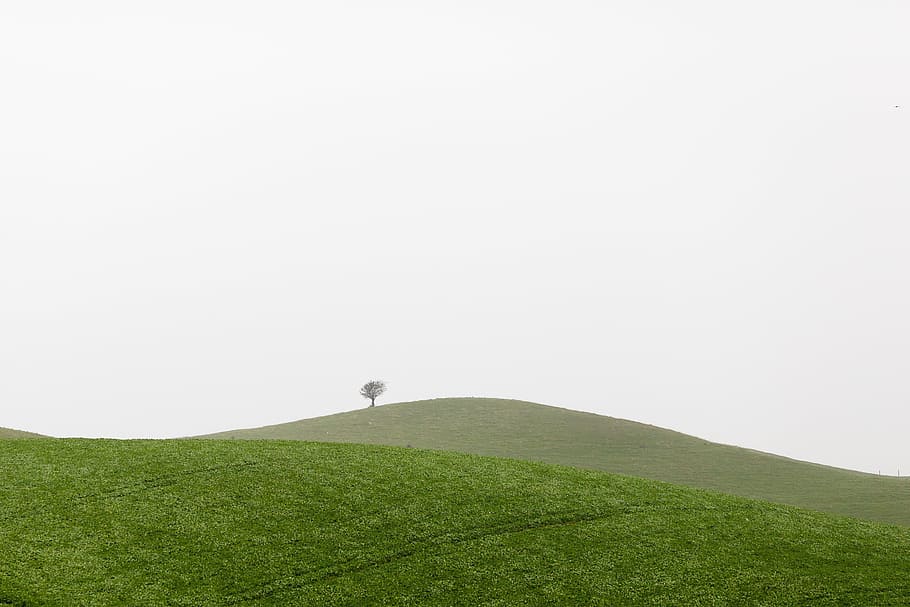 green grass mountain, hills, tree, sky, landscape, nature, field HD wallpaper