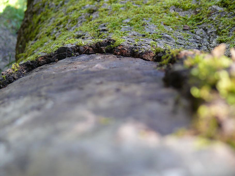 nature, tree, bark, close, structure, wood, tribe, selective focus HD wallpaper