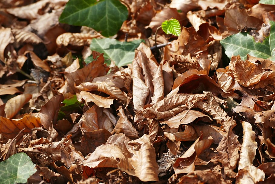 spring, leaves, nature, dry, forest floor, brown, leaf, plant part HD wallpaper