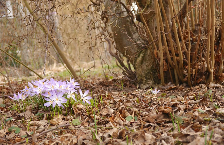 Spring, Crocus, Purple, Blossom, Bloom, nature, spring flower HD wallpaper