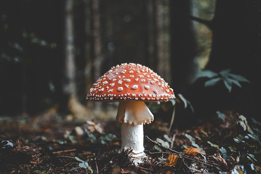 red and white mushroom, red mushroom, forest floor, poisonous mushroom, HD wallpaper