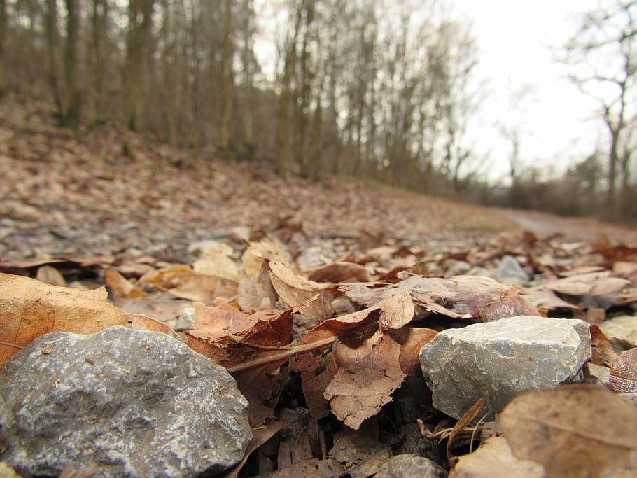 forest path, stones, autumn, leaves, trail, tree, land, leaf HD wallpaper