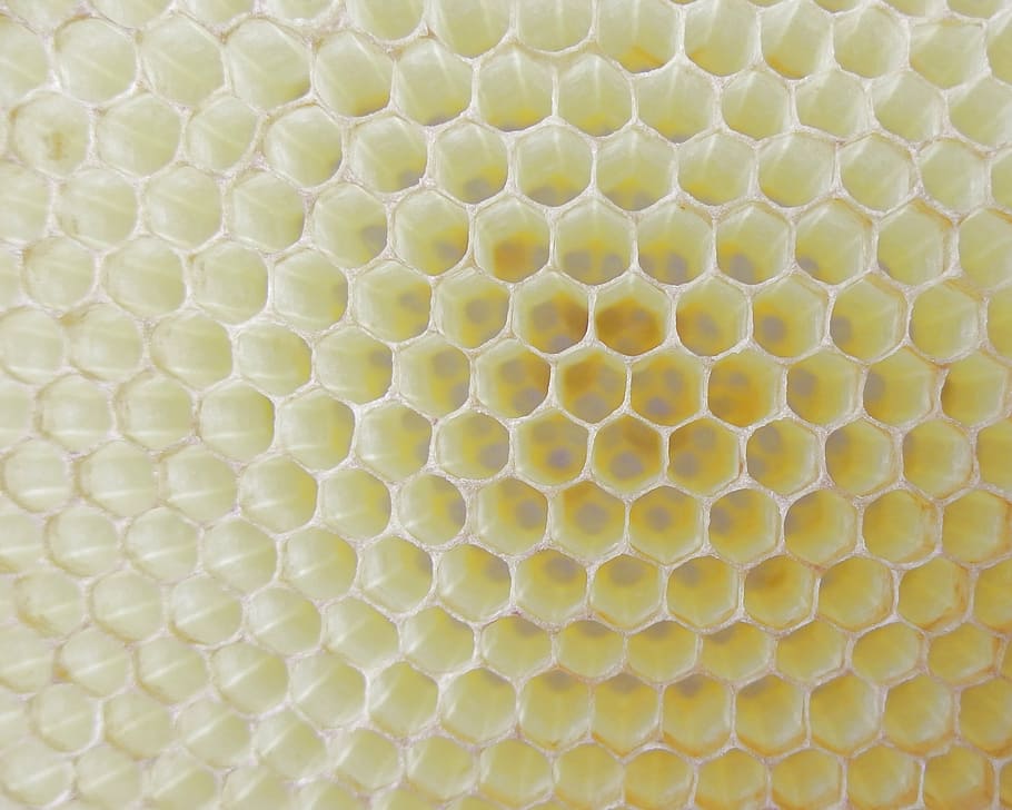 yellow wallpaper, honeycomb, work bee, cell, beeswax, hexagon, HD wallpaper