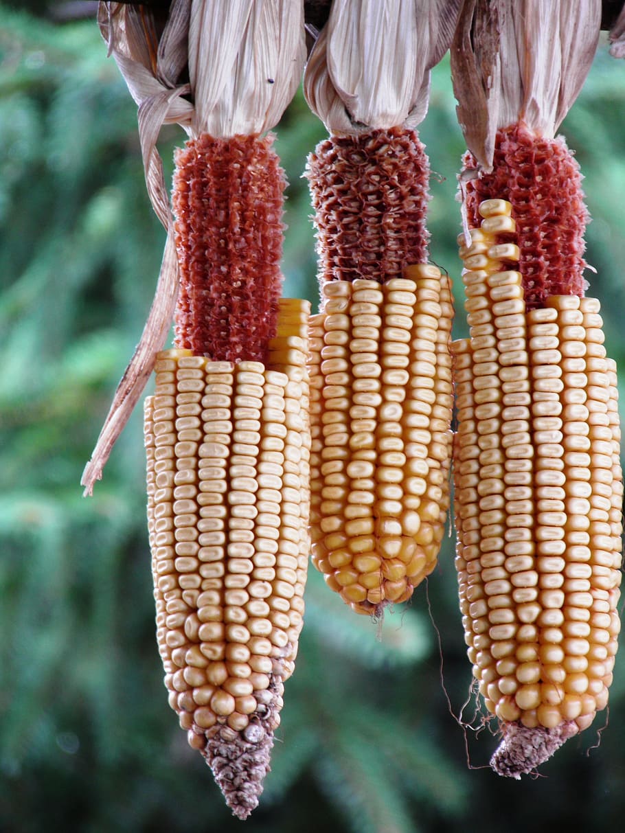 Corn, Dry, Crop, Plants, hanging, close-up, focus on foreground HD wallpaper