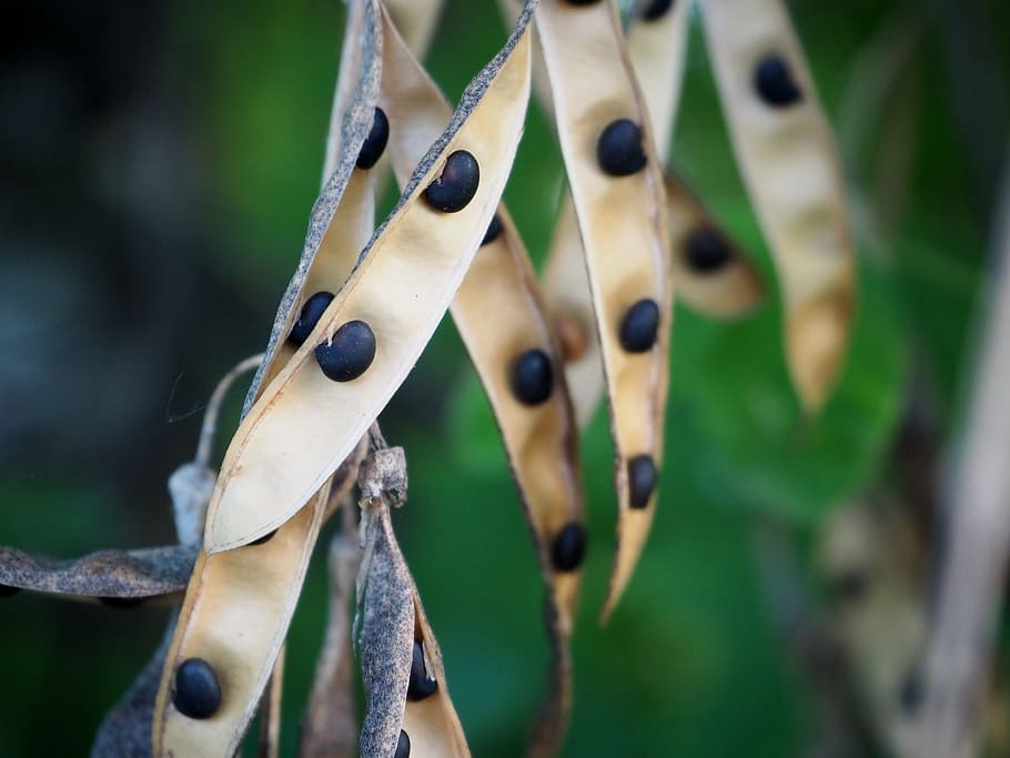 seeds, tree, nature, branch, branches, fruits, pods, leaves HD wallpaper