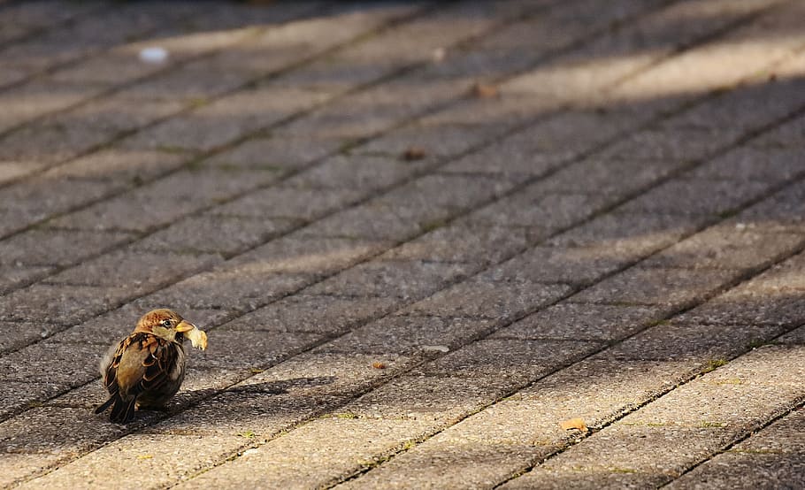 sparrow, bird, small, cute, nature, plumage, young, birds, sparrows HD wallpaper