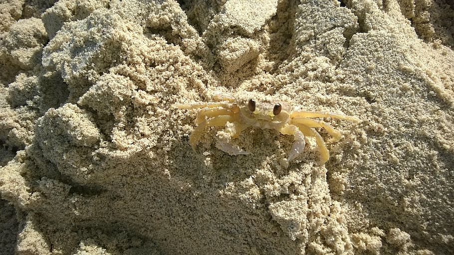 crab, shellfish, curious, sand, beach, white, sea, nature, animals in the wild HD wallpaper