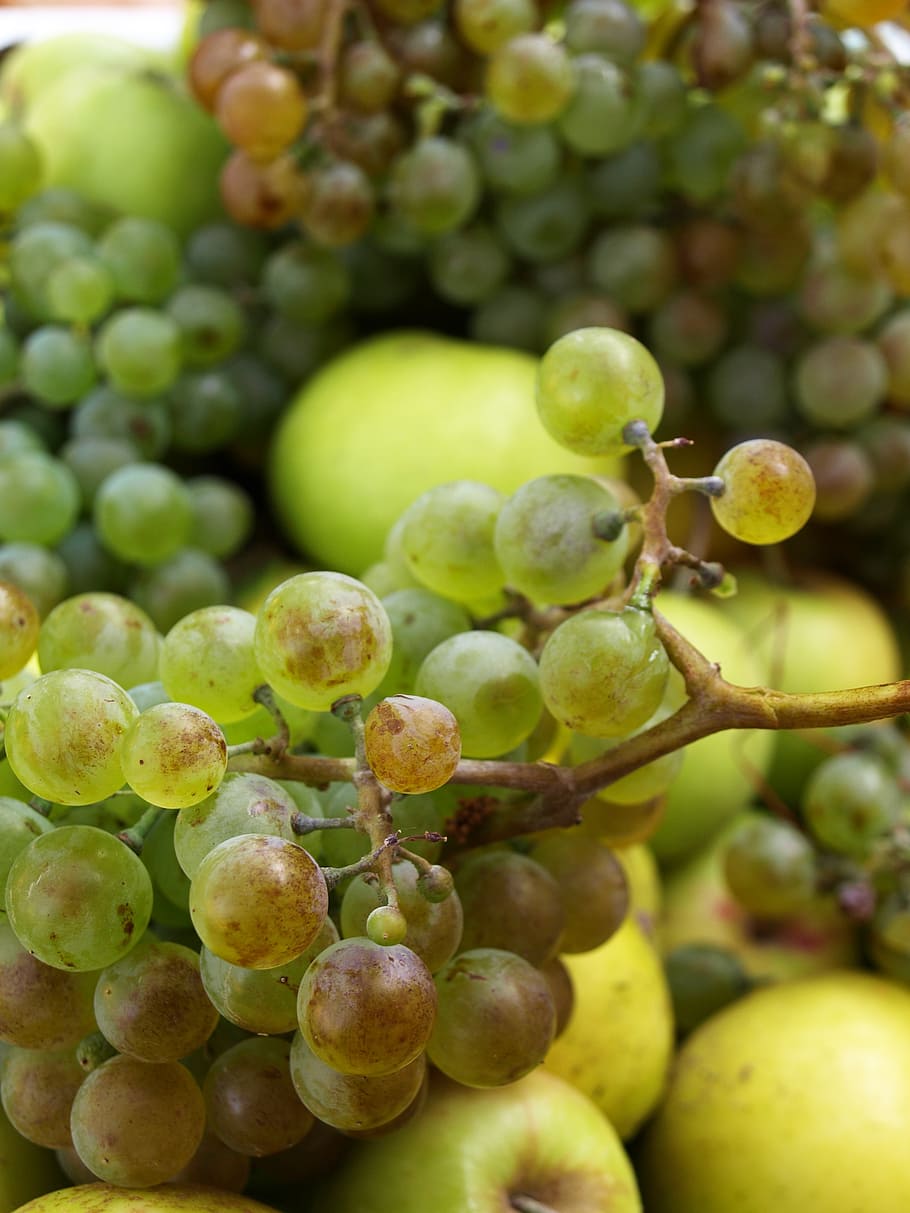 fruit, autumn, grapes, vegetable, apple, plant autumn, healthy eating HD wallpaper