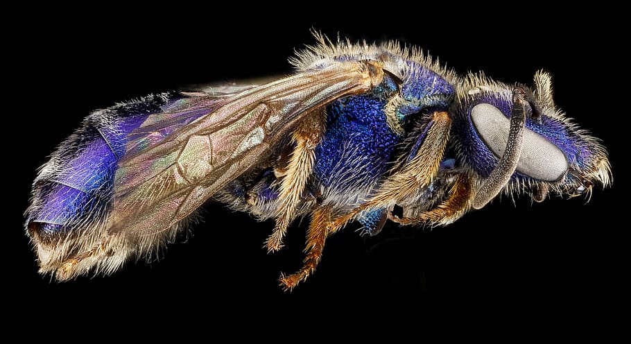macro photo of brown and purple sweat bee, bug, insect, close up HD wallpaper