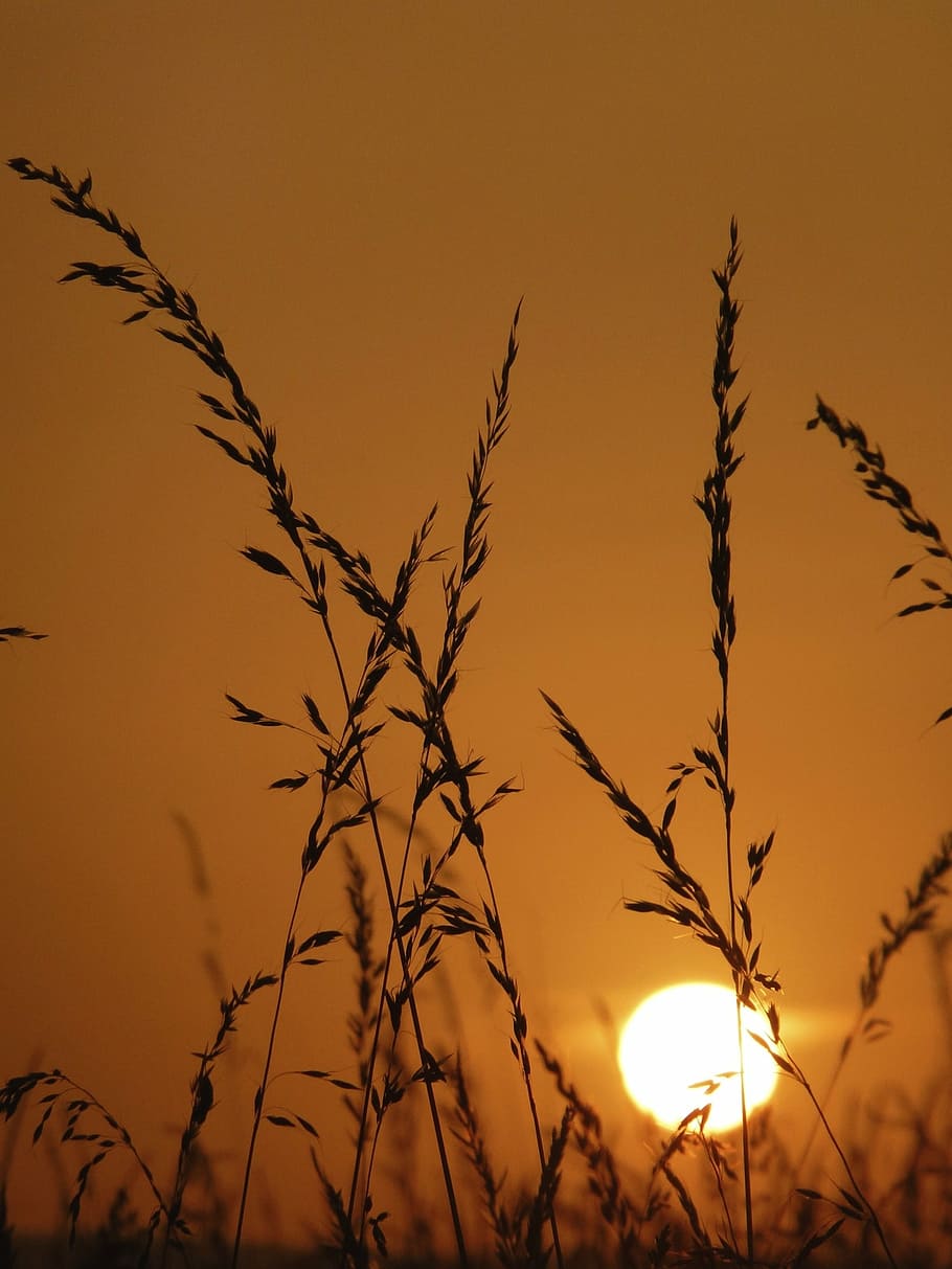 grass, sun, nature, summer, sunset, abendstimmung, outdoors HD wallpaper