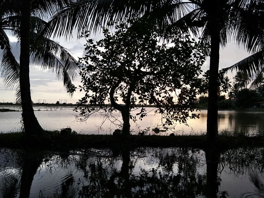 reflection, water, tropical, nature, dusk, tree, plant, tranquility HD wallpaper