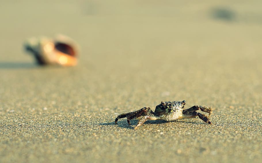 crab, beach, marine, animal wildlife, one animal, animals in the wild HD wallpaper
