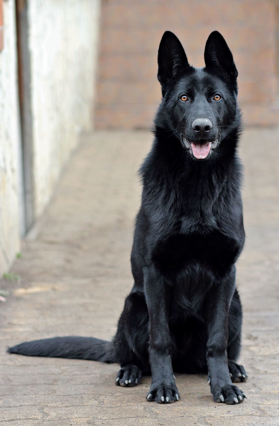 solid black German shepherd dog sitting on pavement, portrait