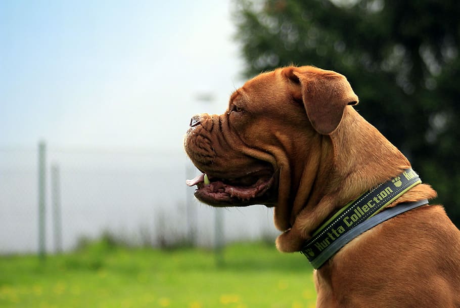 Bordeaux, Dog, Dogue, Mastiff, french, sunny, brown, summer, HD wallpaper