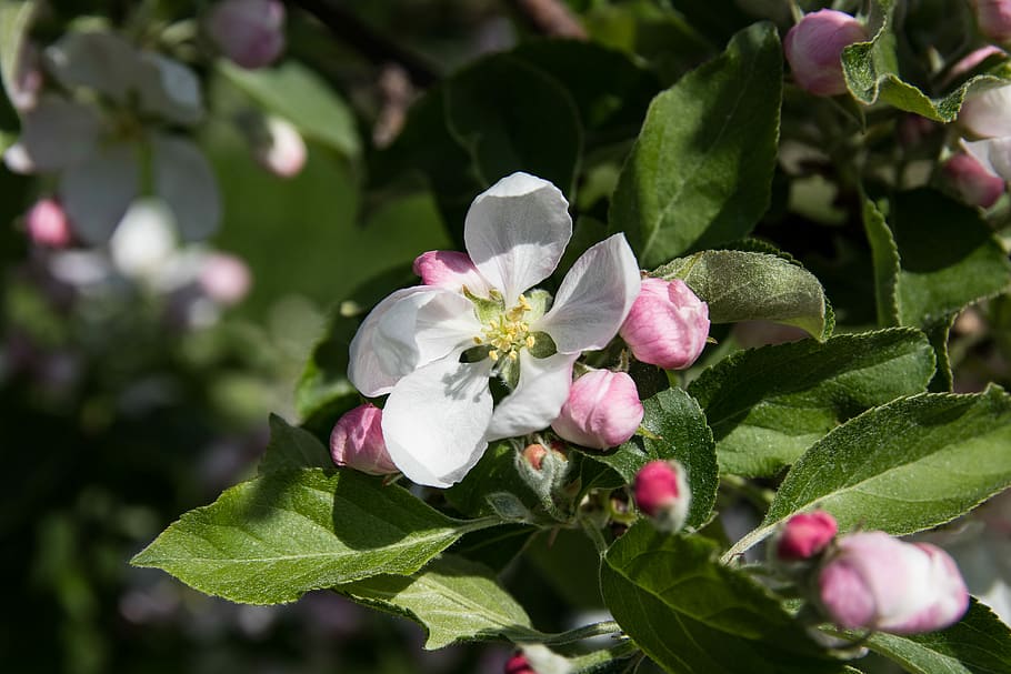 apple blossoms, flowers, apple tree, flowering plant, freshness HD wallpaper