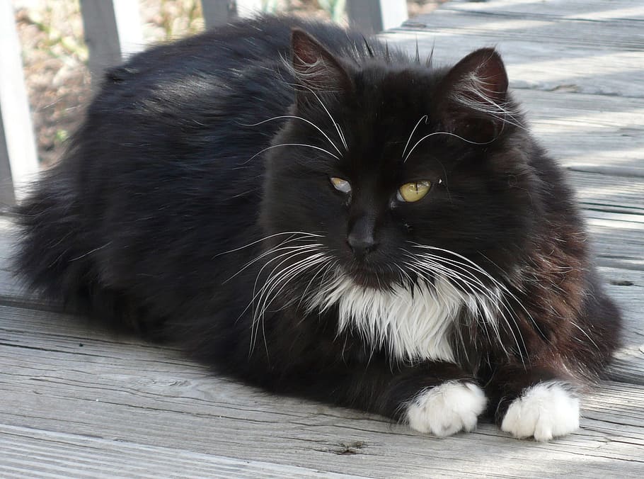 Cat, Black, White, Portrait, Domestic, cute, pet, feline, kitty HD wallpaper