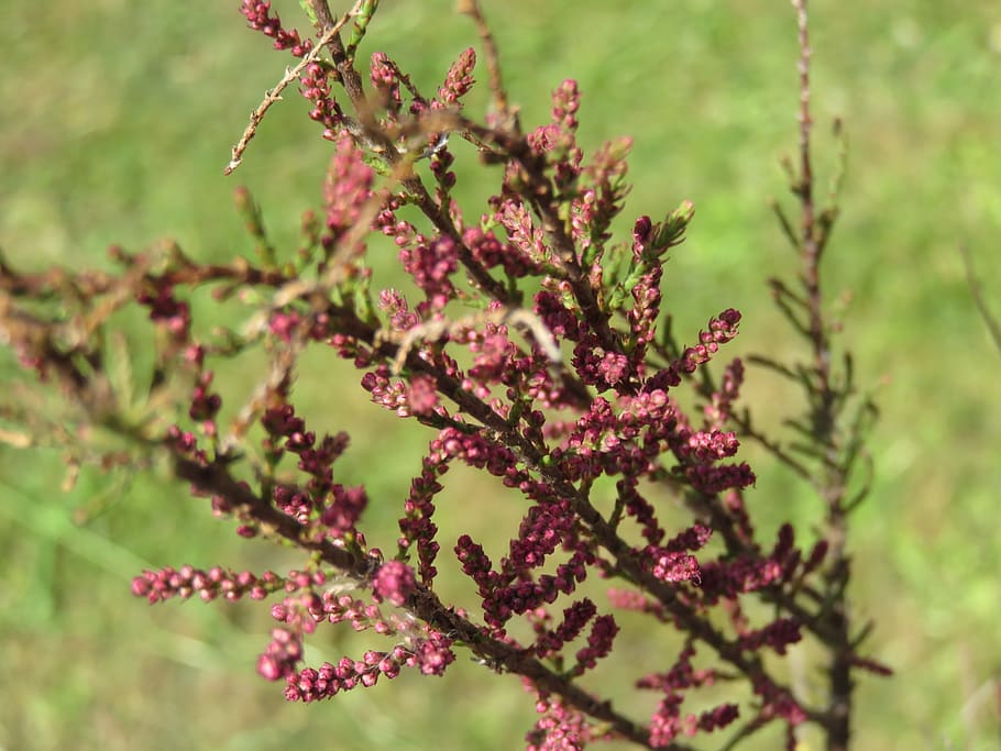 tamarisk, tree, nature, bloom, trees, branches, plant, garden HD wallpaper
