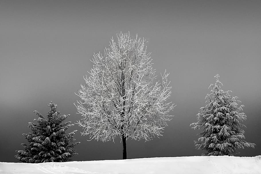 three white and black trees, winter, cold, snow, wintry, snowy HD wallpaper