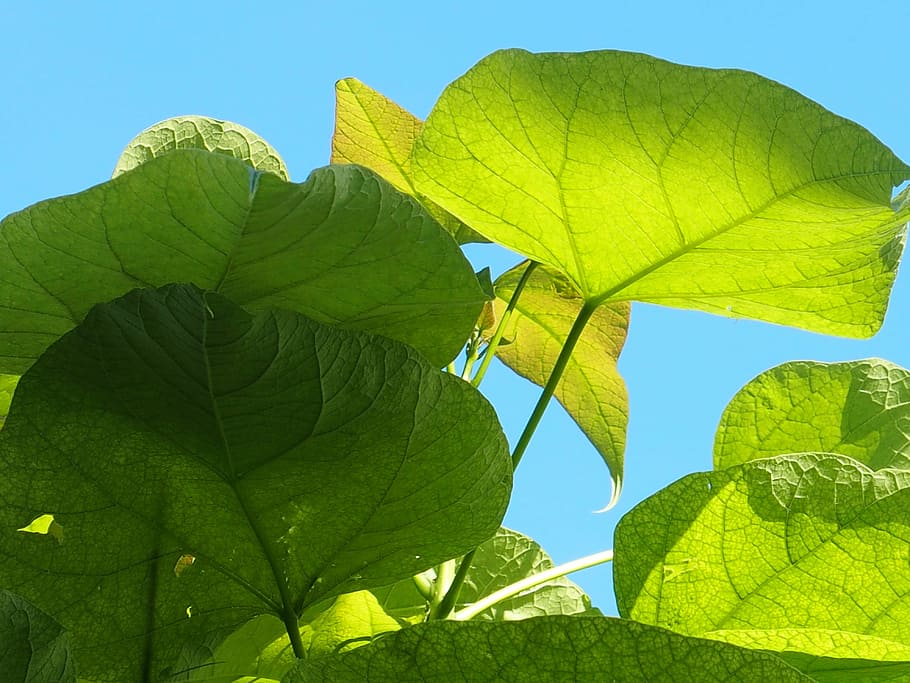 light, large leaves, summer wind, plant part, leaf, green color HD wallpaper
