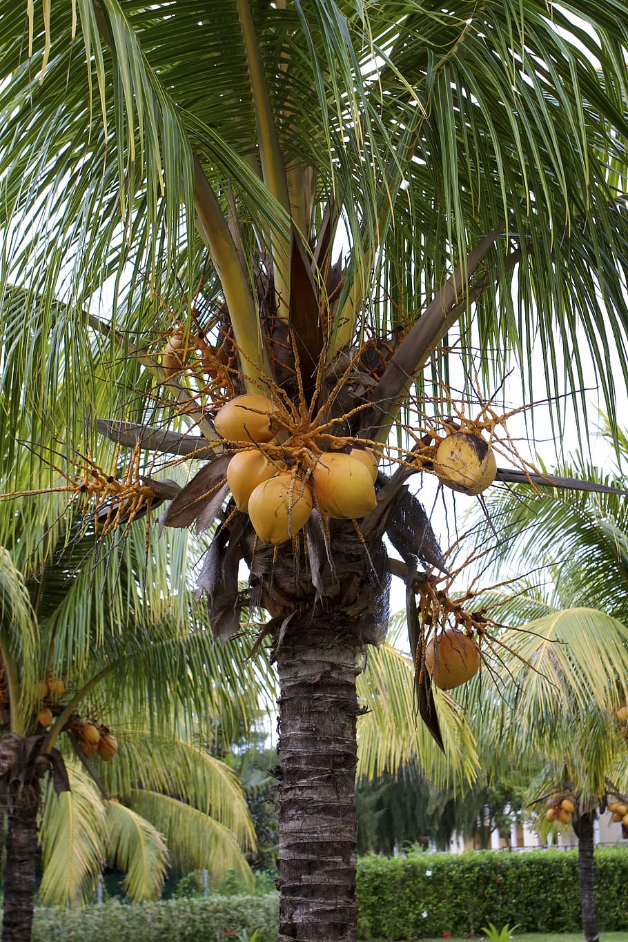 HD wallpaper: coconut tree, cuba, tropical, summer, vacation, holiday ...