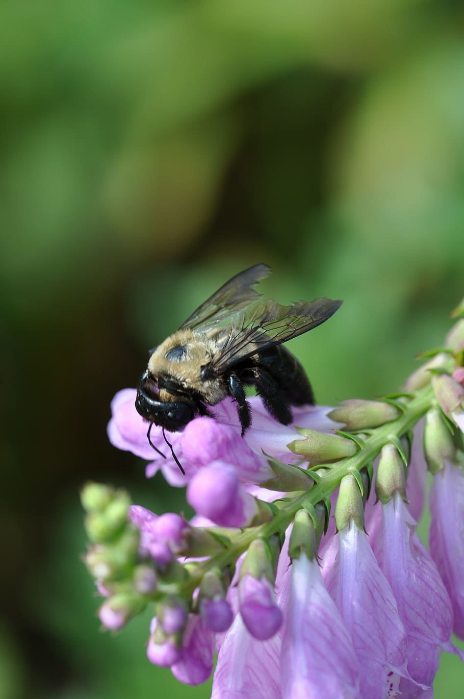 violet, bee, flower, insect, nature, animal, macro, close-up HD wallpaper