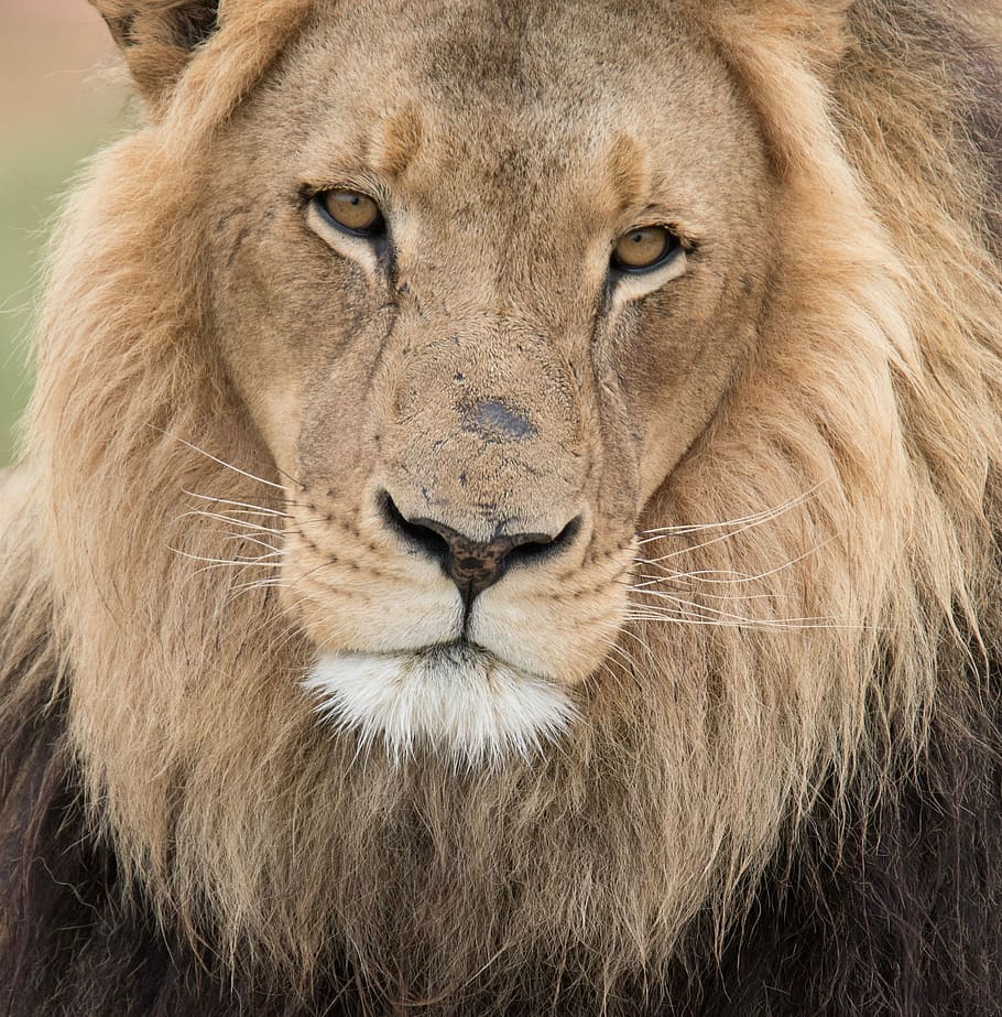 close up photography of lion, closeup photo of lion, mane, face HD wallpaper