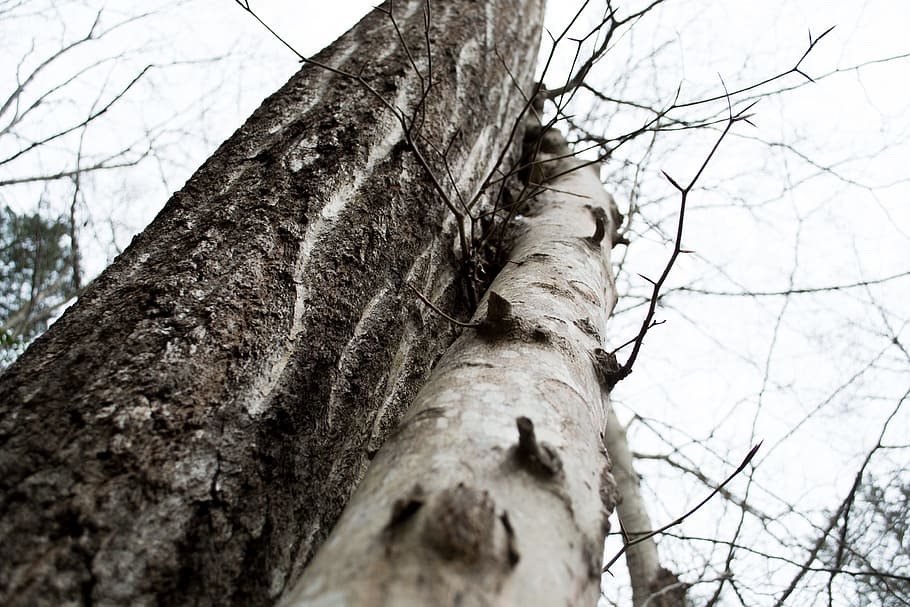 tree, trunk, linear, forest, wood, natural, landscape, branch HD wallpaper