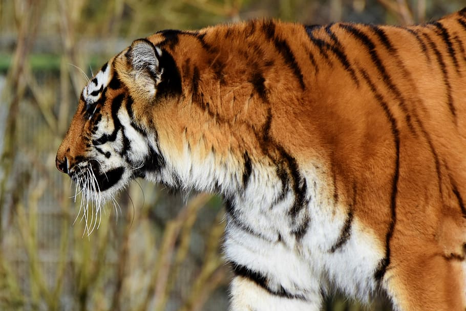 wildlife photography of tiger looking at grass, cat, predator HD wallpaper