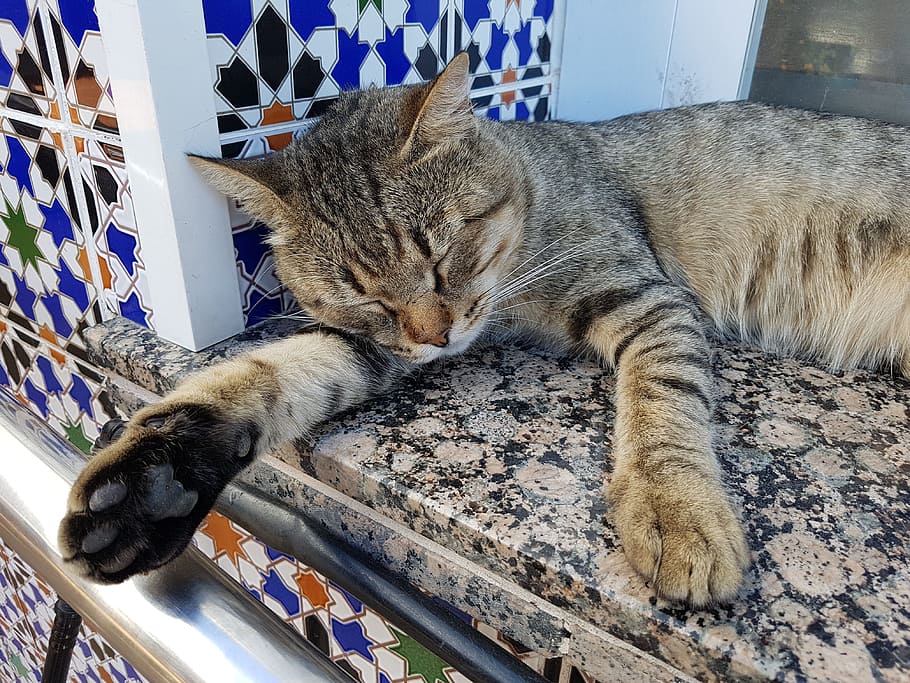 siesta, cat, dream, rest, calm, ears, feline, domestic cat HD wallpaper