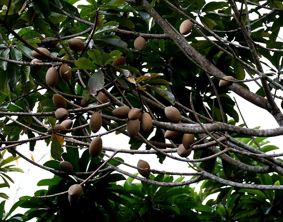 mamey, fruit, cuba, tree, tropical, exotic, tasty, seed, healthy HD wallpaper