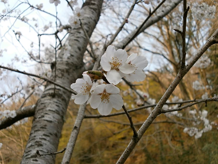 cherry, cherry tree, cherry blossoms, spring, fragility, flowering plant HD wallpaper