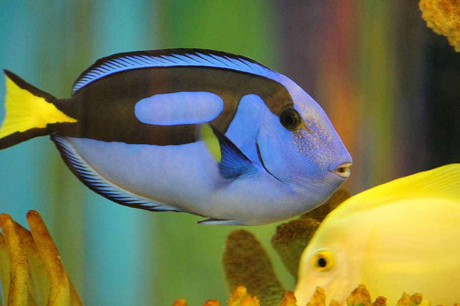 selective focus photography of blue tang, fish, dory, underwater, HD wallpaper