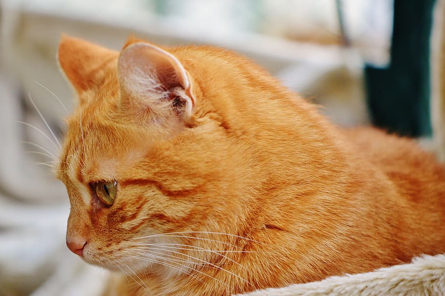 cat, red, cute, mackerel, tiger, sweet, cuddly, animal, domestic cat HD wallpaper