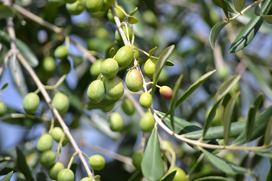 green fruits, olives, green olives, olive grove, oil, harvesting olives, HD wallpaper