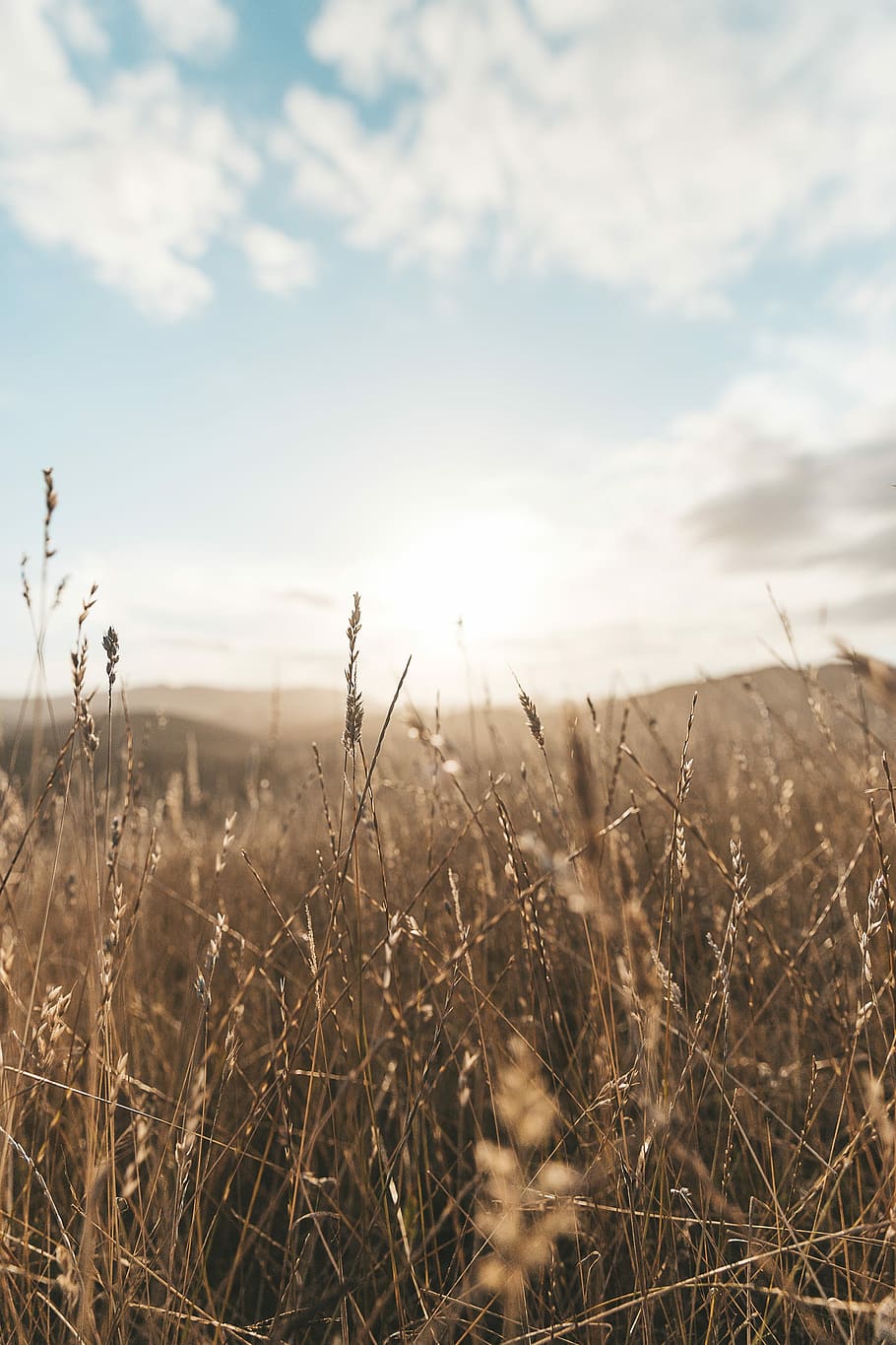 Tussocks, wheat field photo during daytime, grass, cloud, landscape HD wallpaper