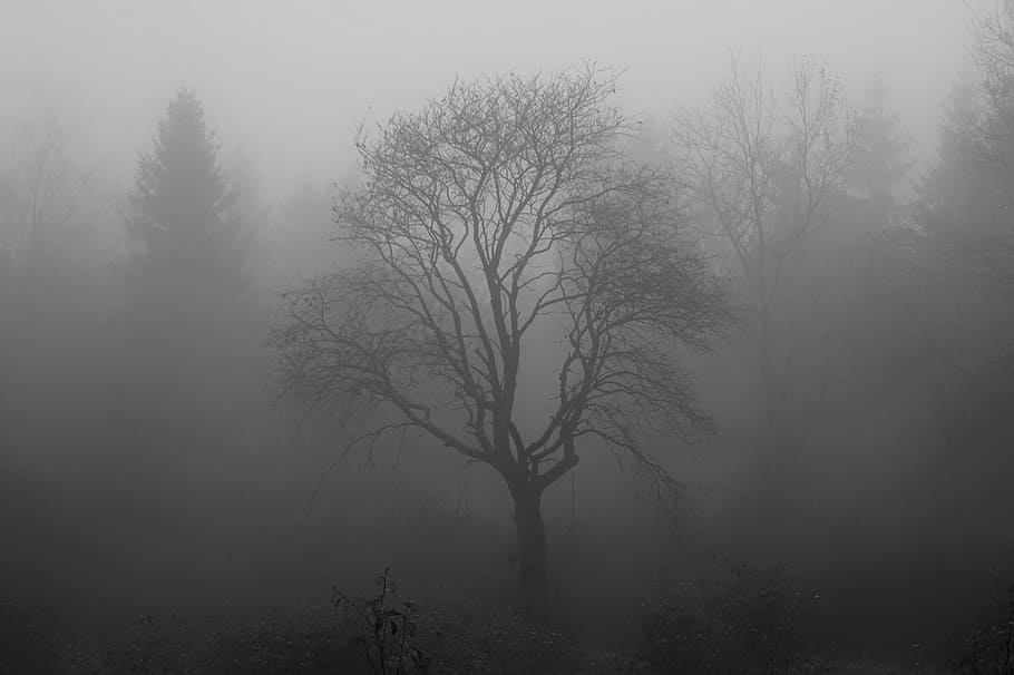 fogged bare tree, moor, swamp, venn, branch, structure, forest