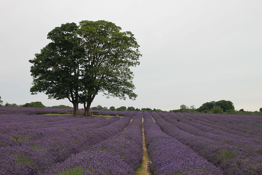 Landscape, Nature, Lavender, Tree, flowers, agriculture, purple HD wallpaper