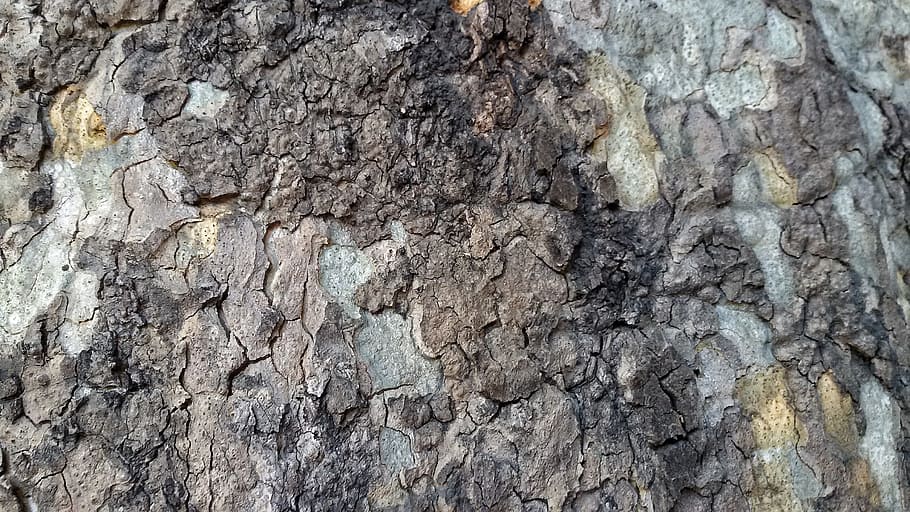 bark, tree, trunk, wood, background, nature, textured, full frame HD wallpaper
