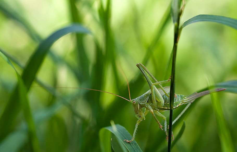 close-up, grass, grasshopper, green, insect, macro, nature HD wallpaper