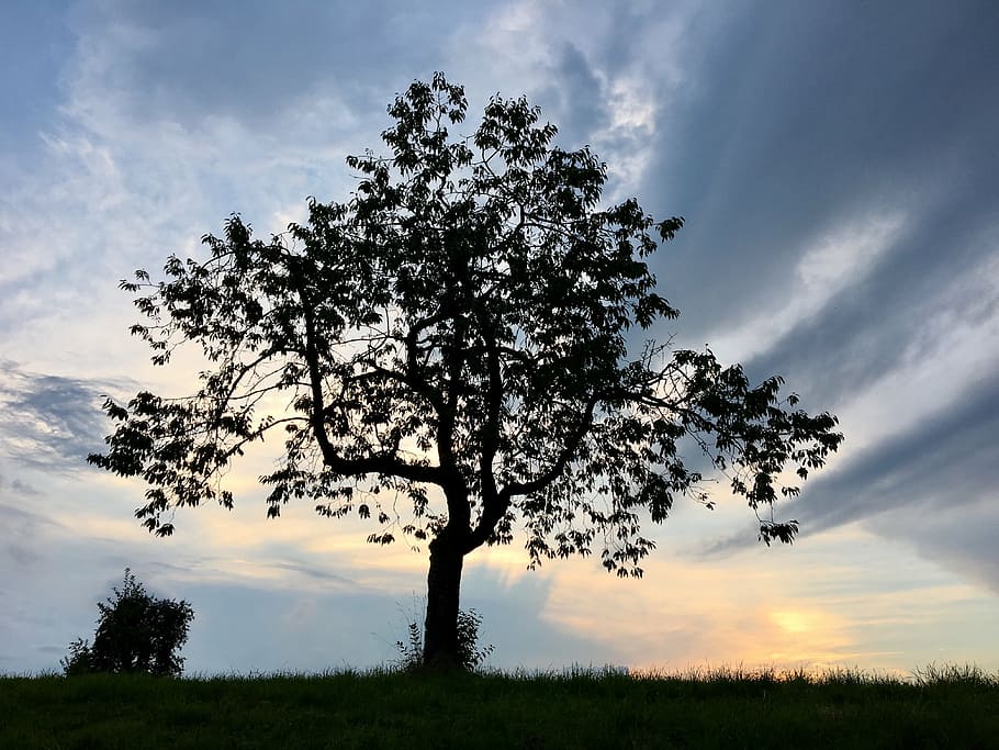 tree, abendstimmung, sky, sunset, romance, mood, landscape HD wallpaper