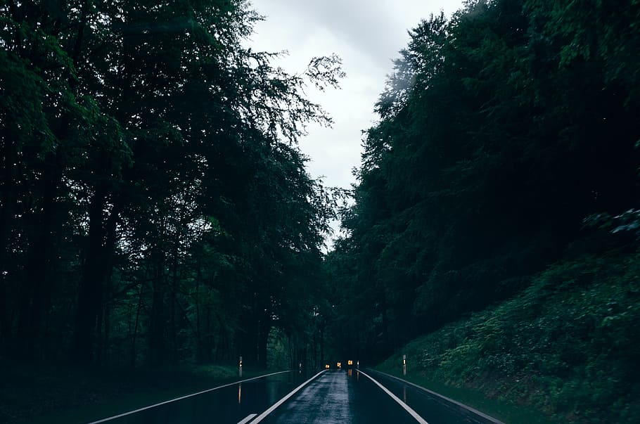 Country road in a forest, nature, outdoors, tree, no People, the way forward HD wallpaper