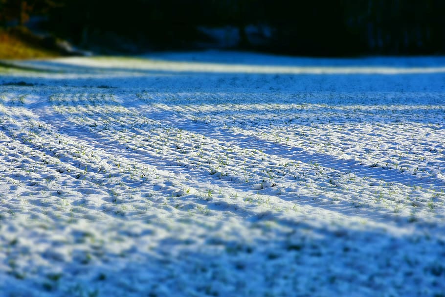 shallow focus photography of snow on road, nature, arable, winter HD wallpaper