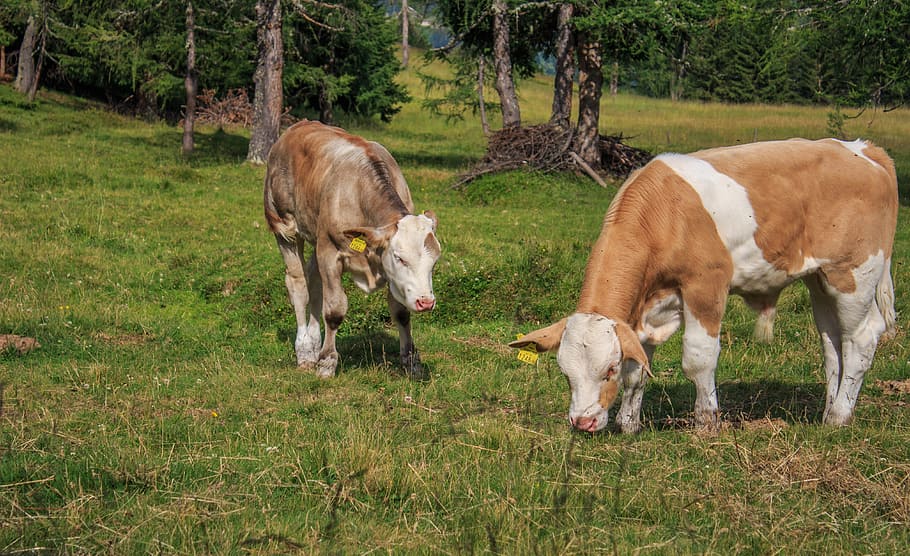 Calves, Calf, Cattle, Beef, Cute, Animal, nature, young animal HD wallpaper
